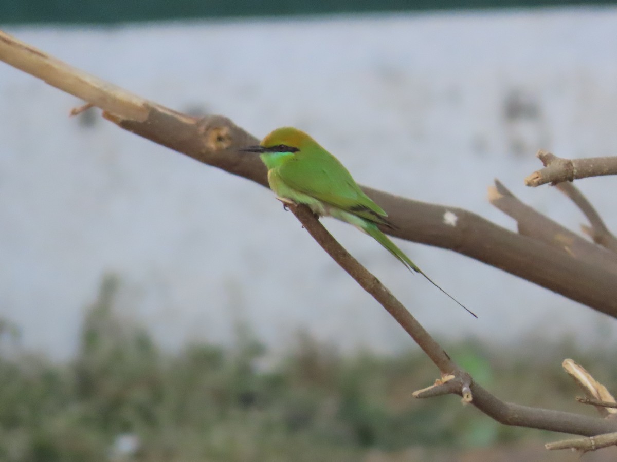 Asian Green Bee-eater - ML628012451