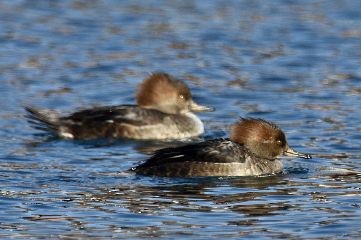 Hooded Merganser - ML628012473