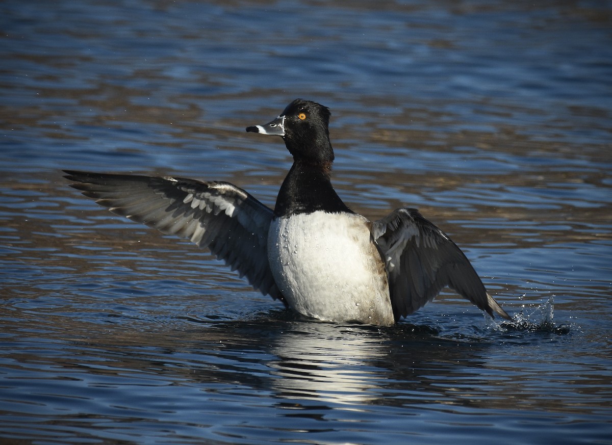 Ring-necked Duck - ML628012498