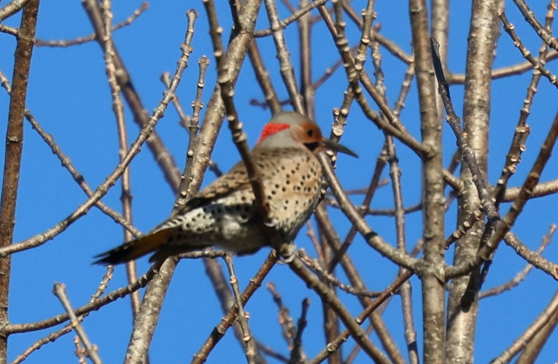 Northern Flicker - ML628012517