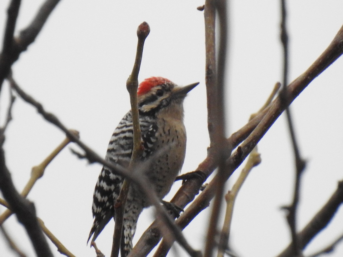 Ladder-backed Woodpecker - ML628012518