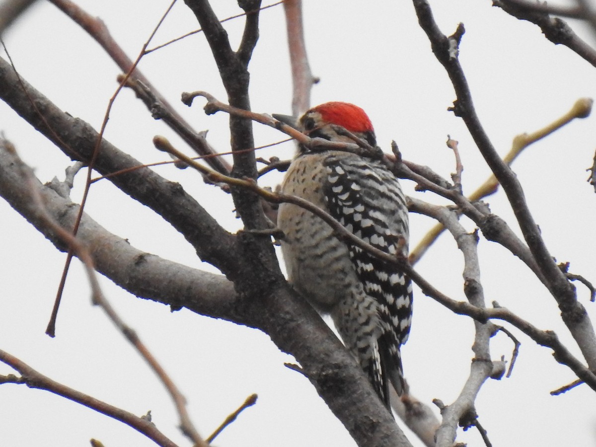 Ladder-backed Woodpecker - ML628012519