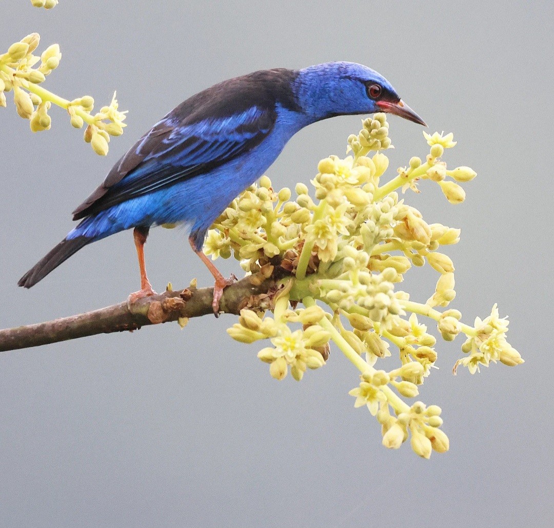 Blue Dacnis - ML628012605