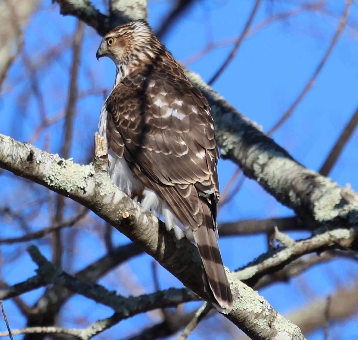 Cooper's Hawk - ML628012607