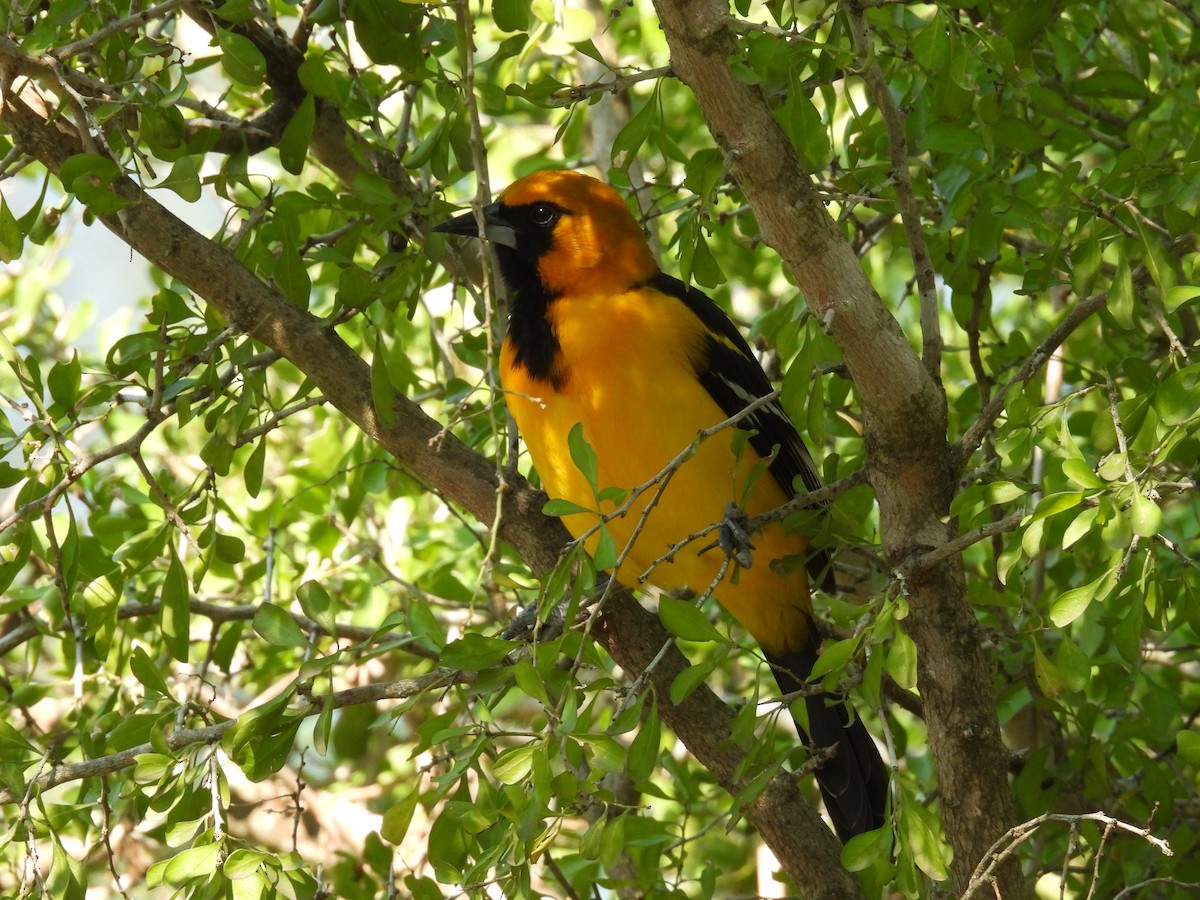 Altamira Oriole - ML628012726