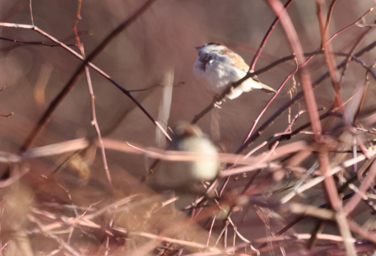 House Sparrow - ML628012738