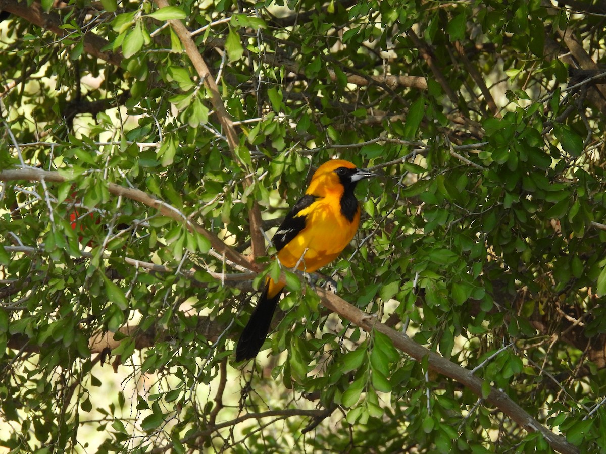 Altamira Oriole - ML628012740