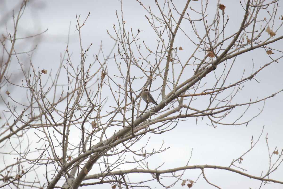 bluebird sp. - ML628012778