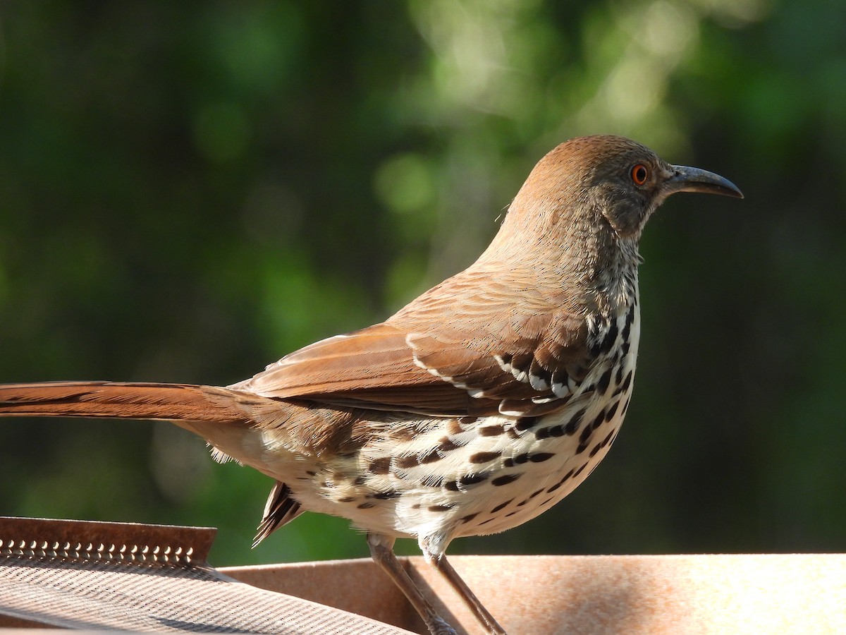 Long-billed Thrasher - ML628012779