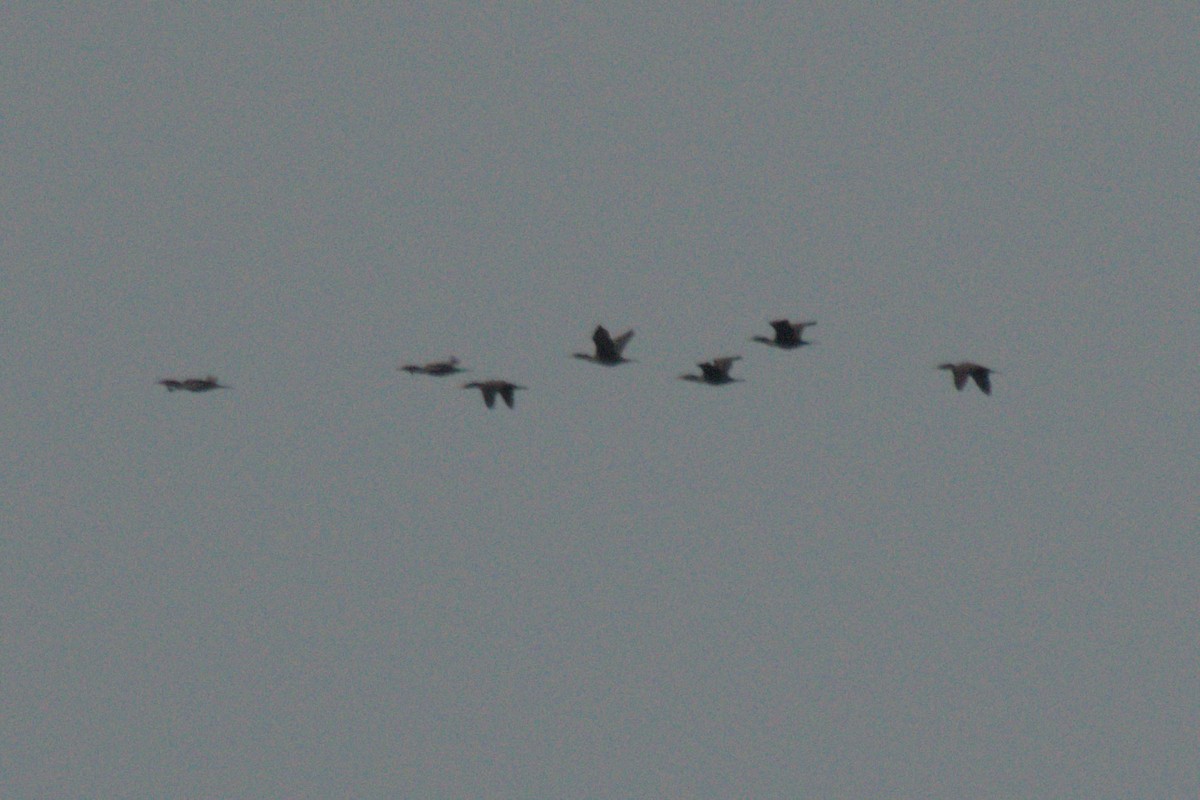 Double-crested Cormorant - ML628012780