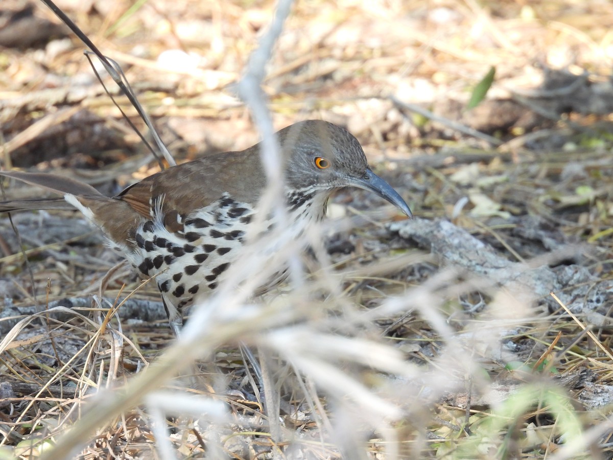 Long-billed Thrasher - ML628012786