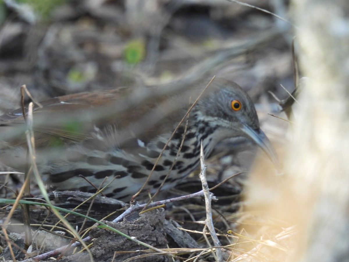 Long-billed Thrasher - ML628012792