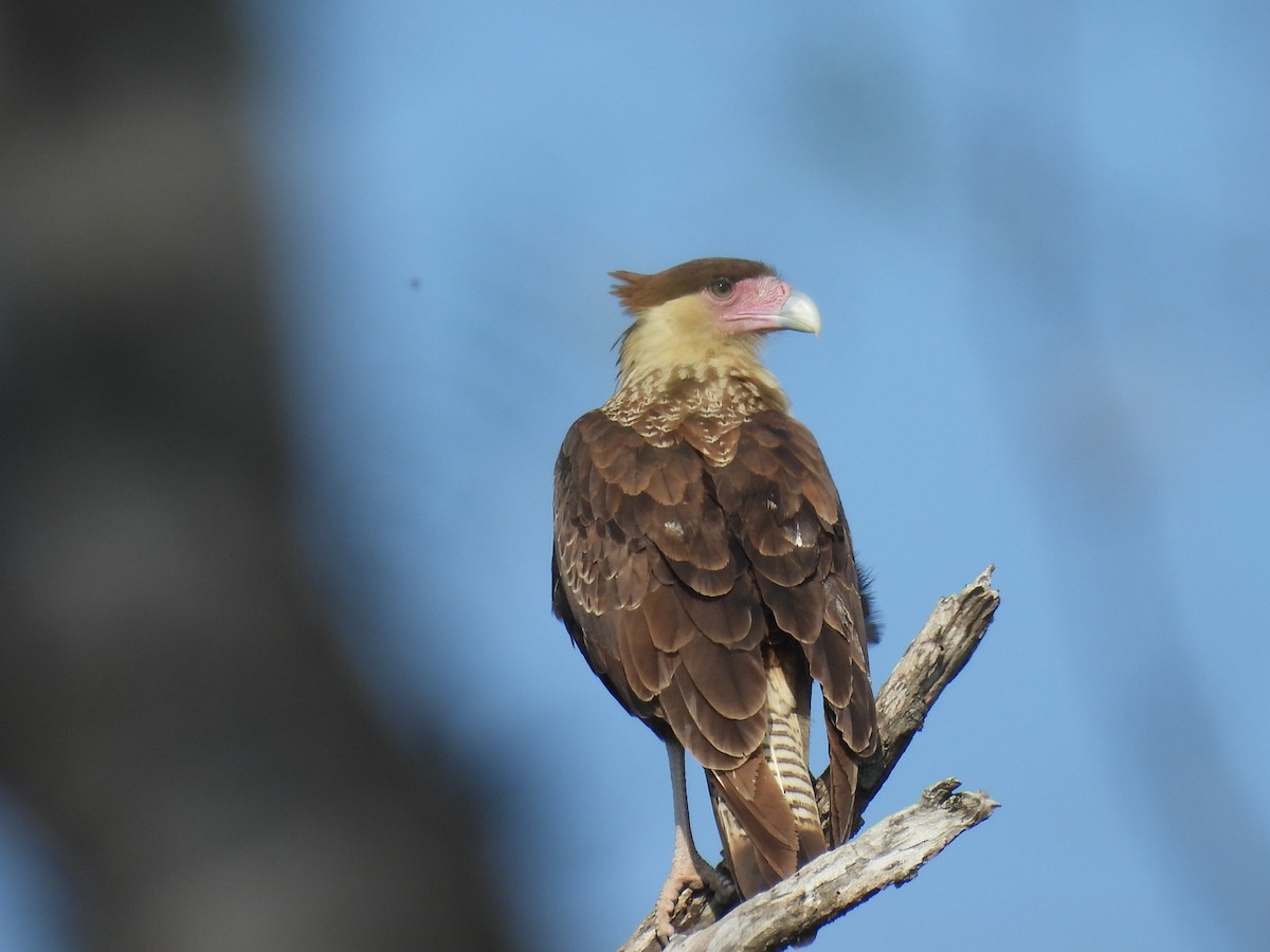 Crested Caracara (Northern) - ML628012797