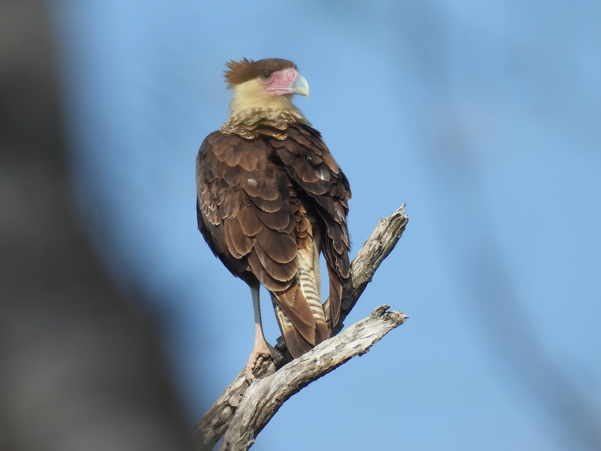 Crested Caracara (Northern) - ML628012798