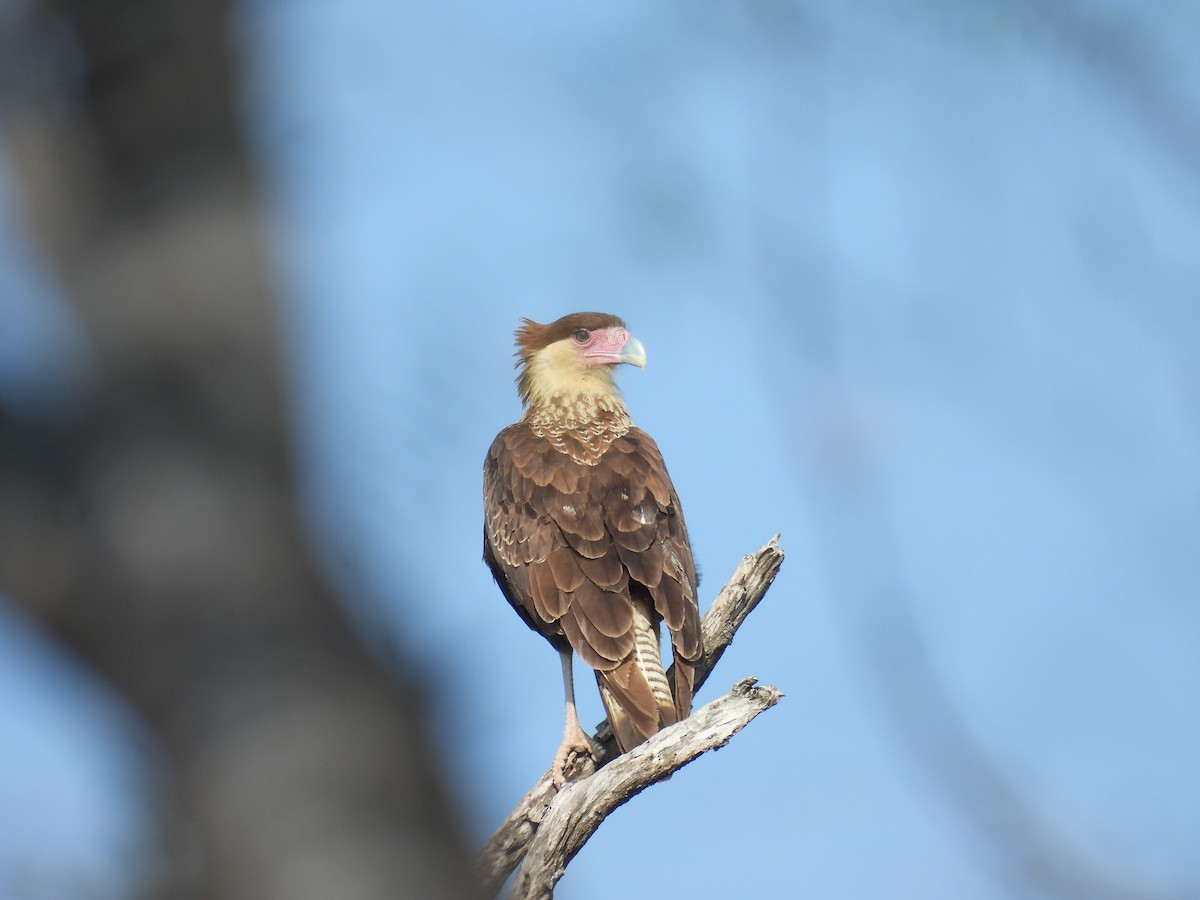 Crested Caracara (Northern) - ML628012799