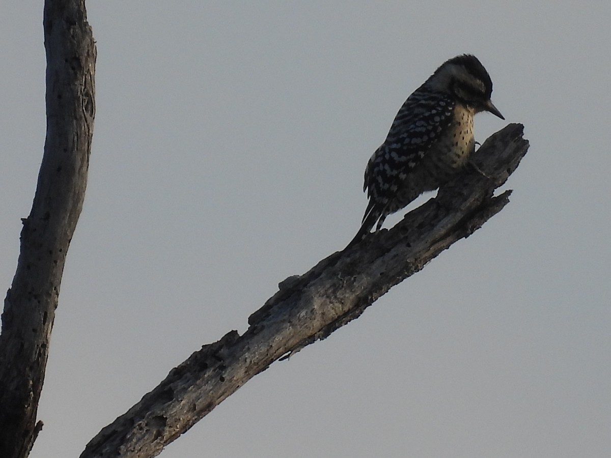 Ladder-backed Woodpecker - ML628012808