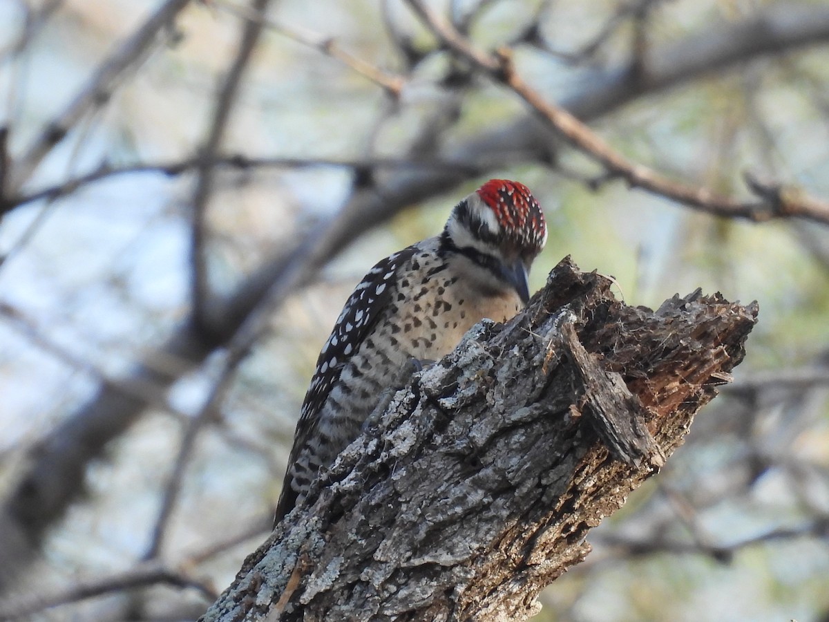 Ladder-backed Woodpecker - ML628012816