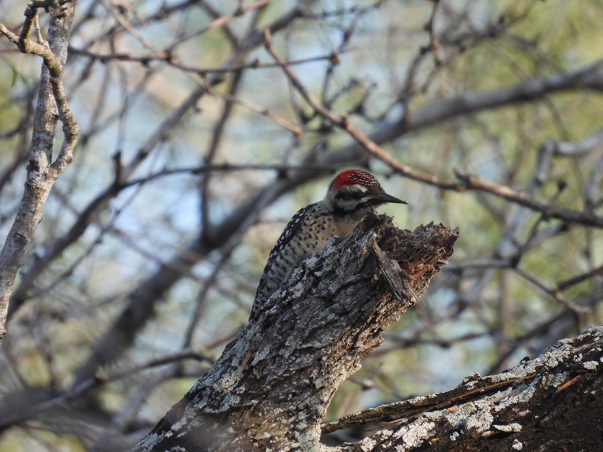 Ladder-backed Woodpecker - ML628012817