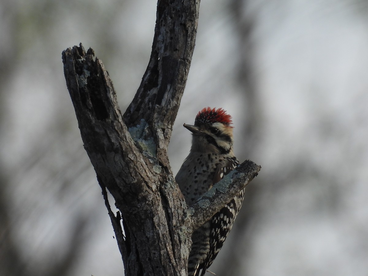 Ladder-backed Woodpecker - ML628012821