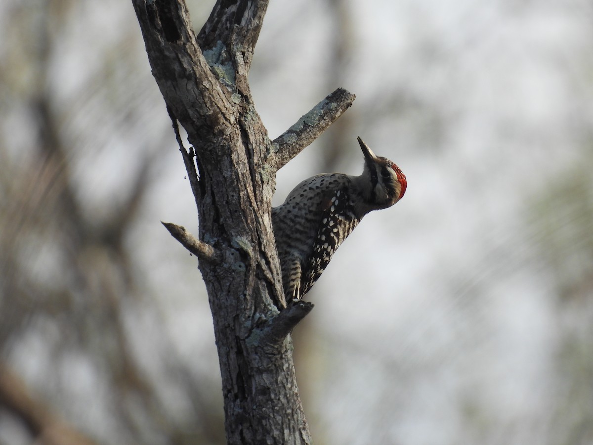 Ladder-backed Woodpecker - ML628012822