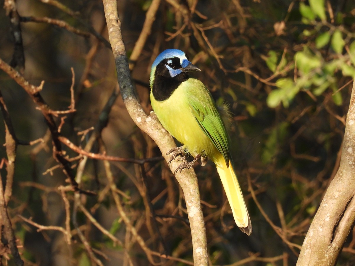 Green Jay (Green) - ML628012828