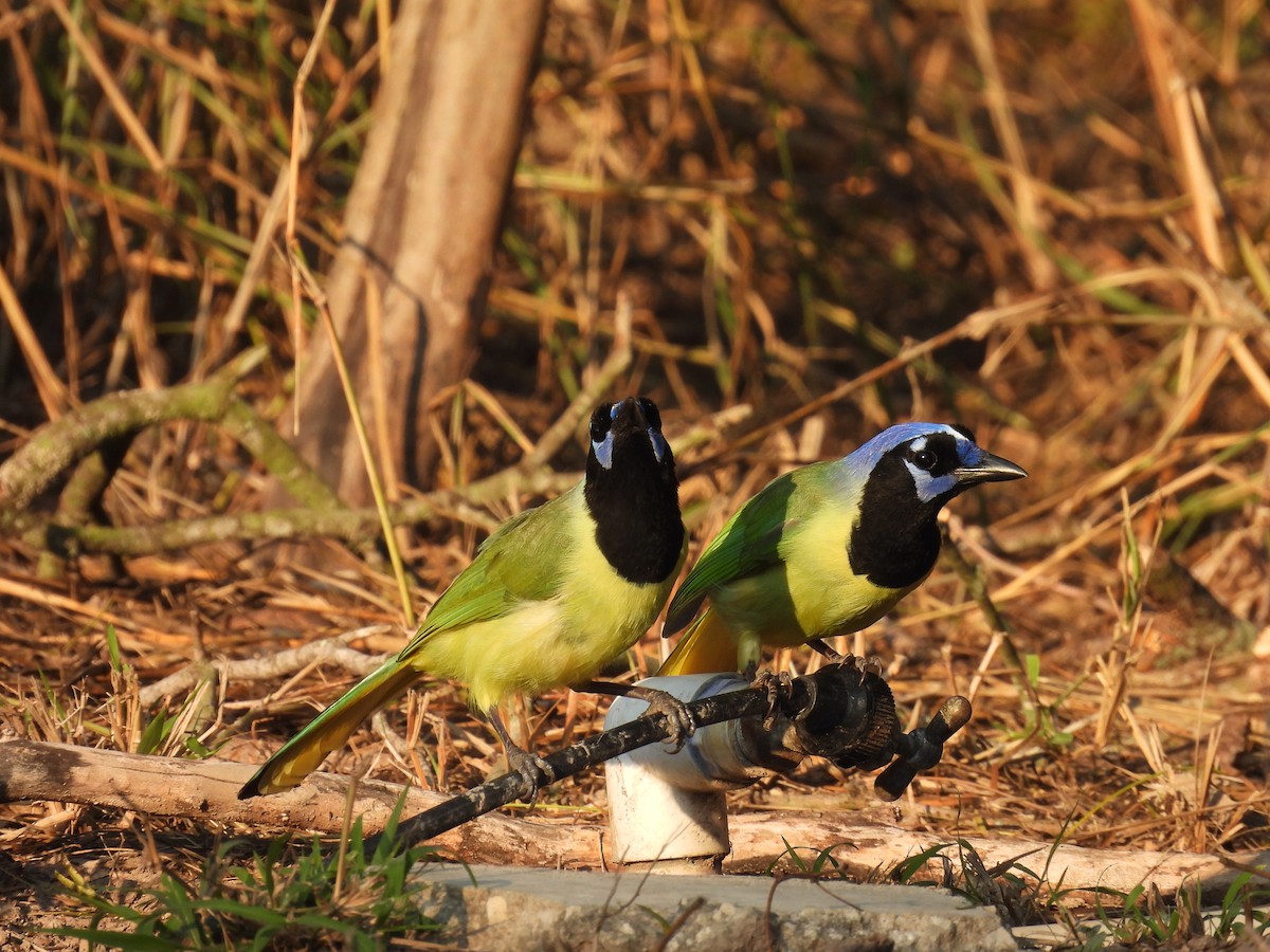 Green Jay (Green) - ML628012831