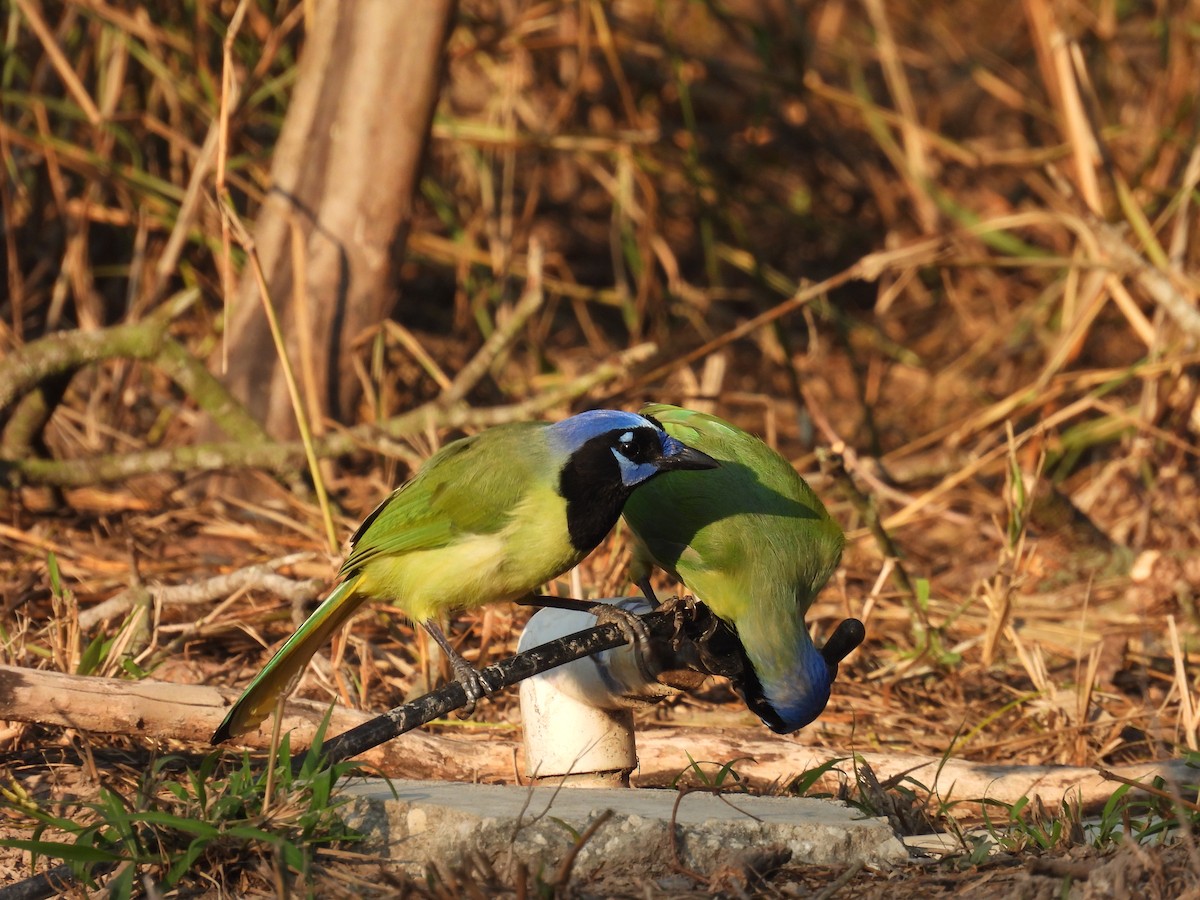 Green Jay (Green) - ML628012833