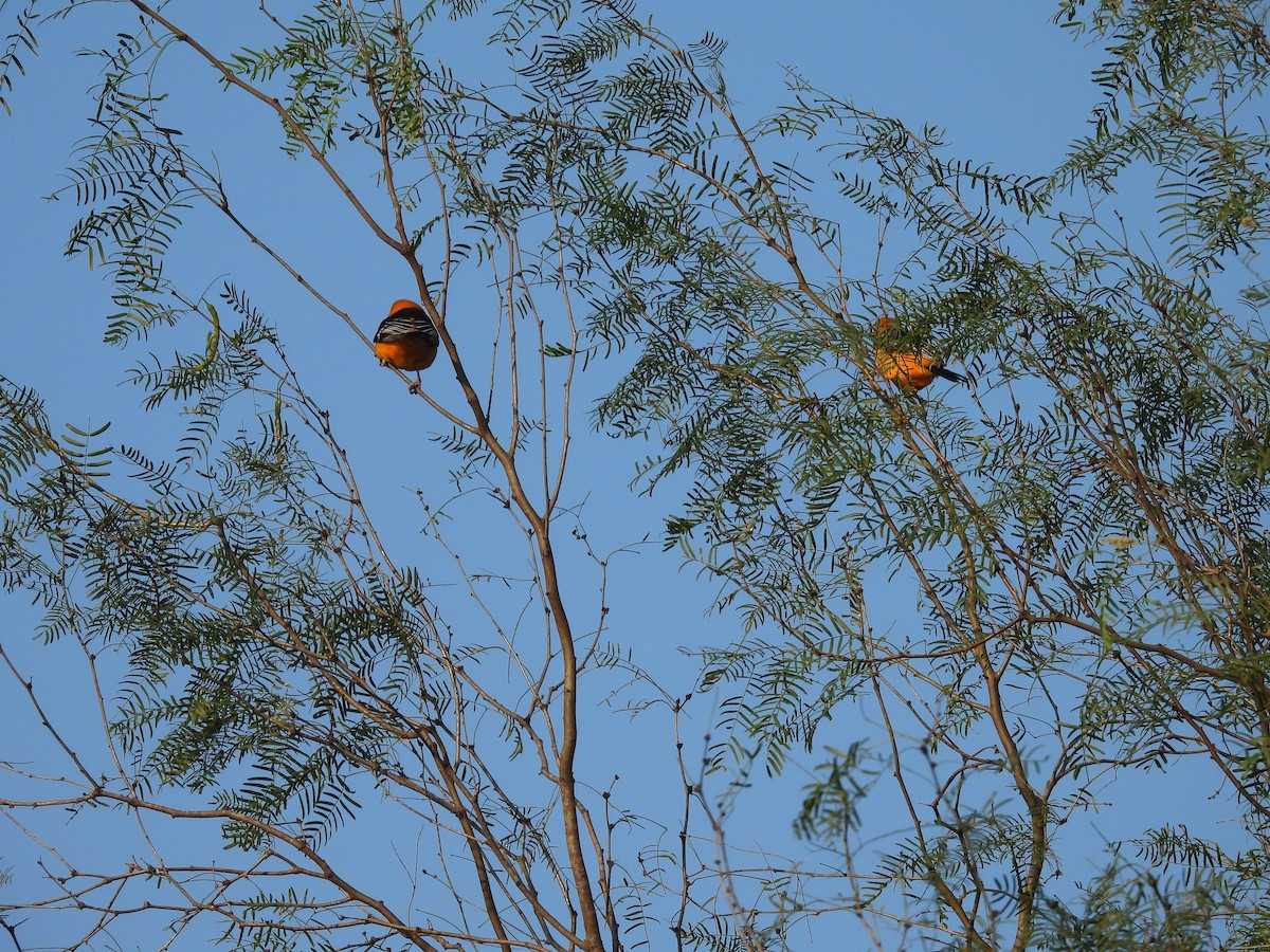 Altamira Oriole - ML628012839