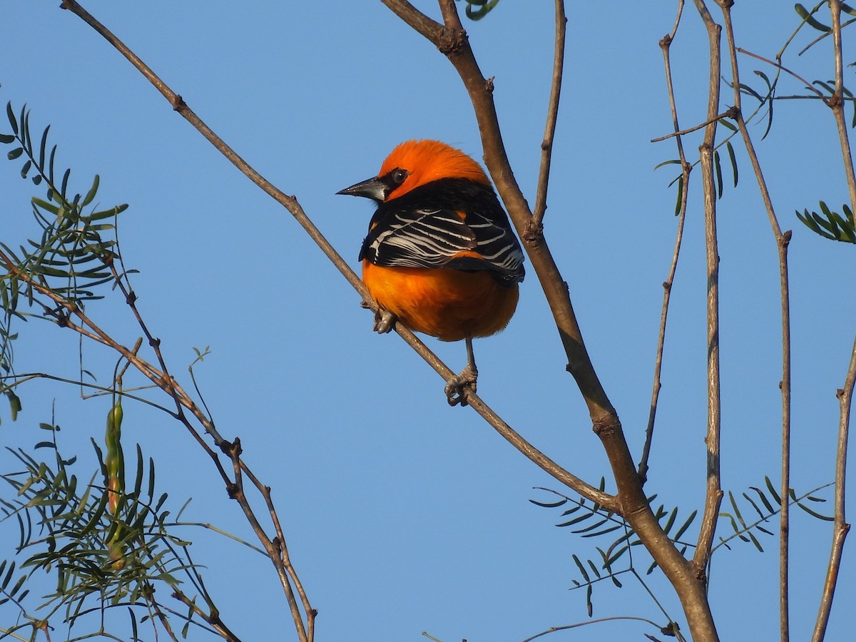 Altamira Oriole - ML628012842