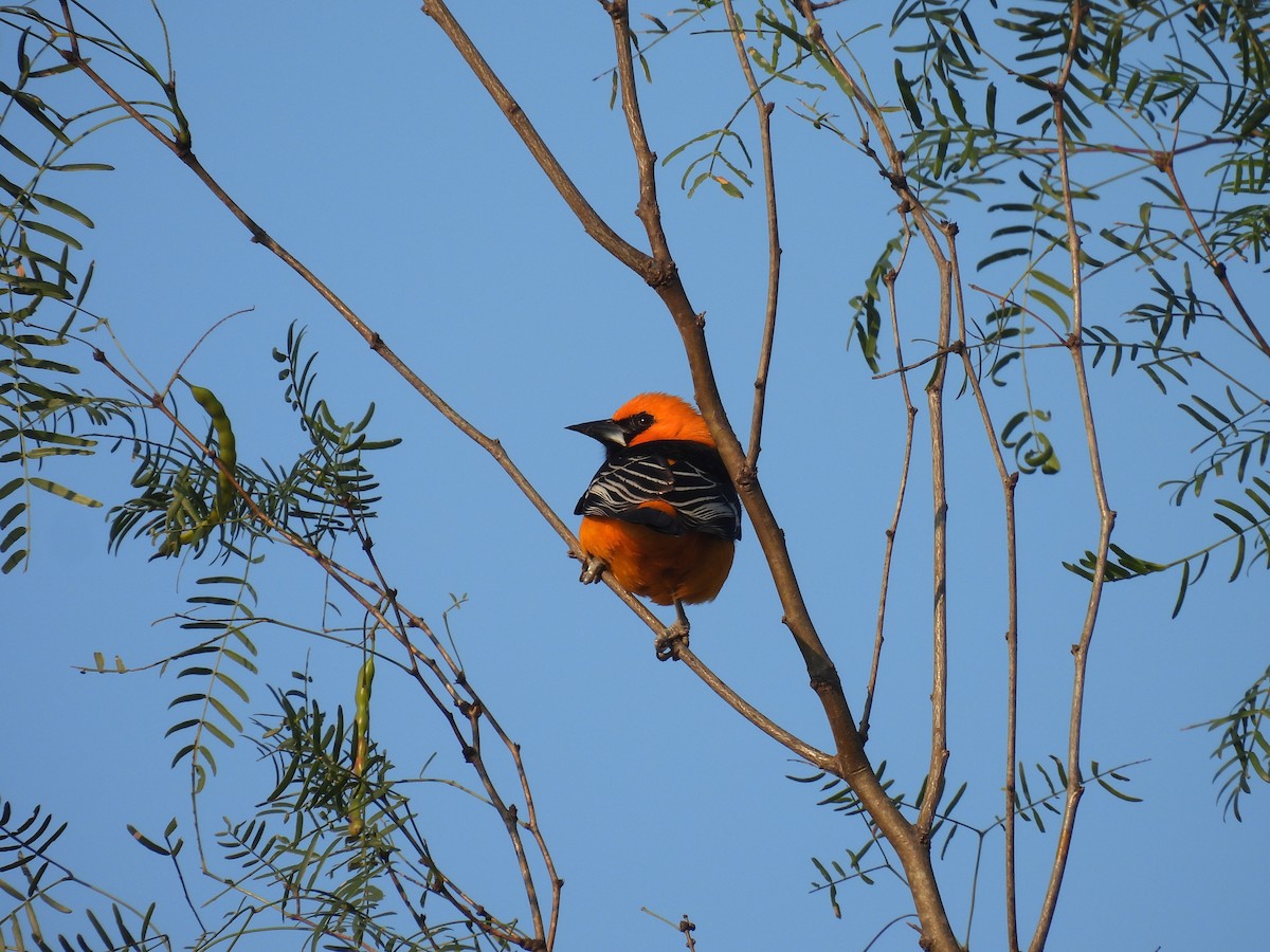 Altamira Oriole - ML628012846