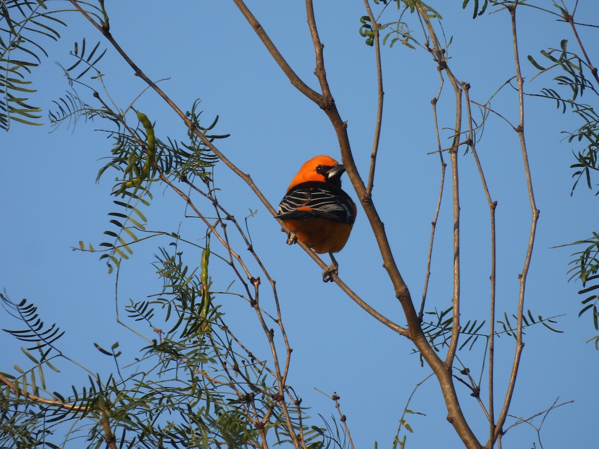 Altamira Oriole - ML628012848