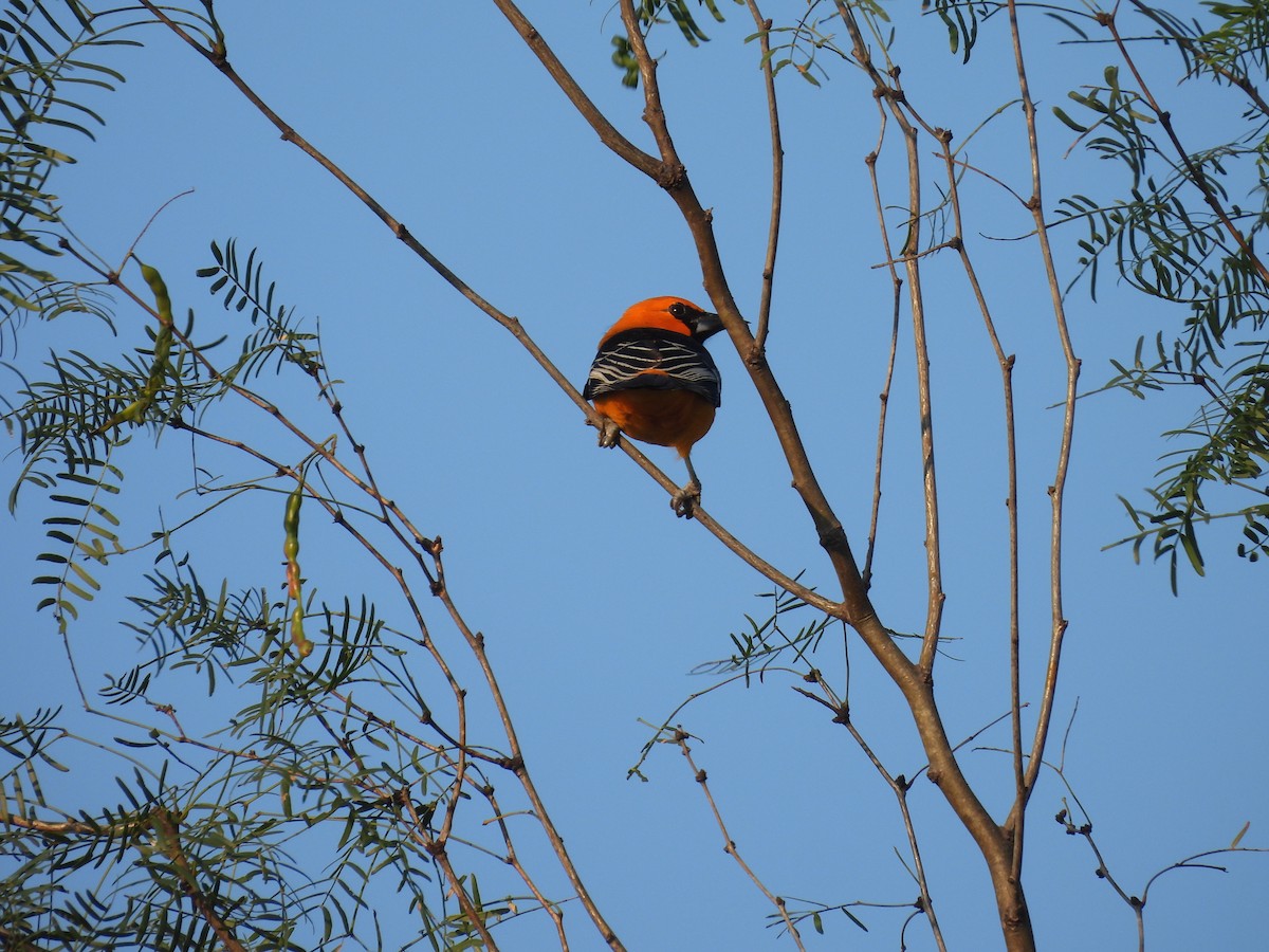 Altamira Oriole - ML628012849