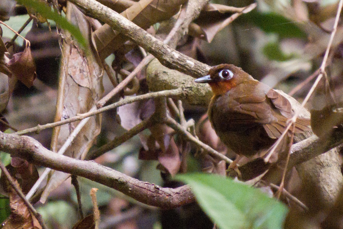 Rufous-throated Antbird - ML628012857