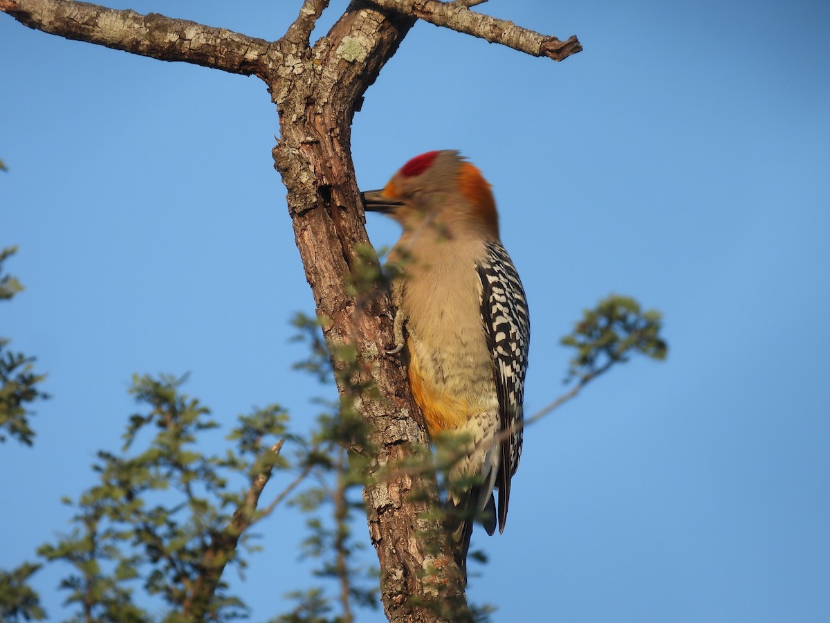 Golden-fronted Woodpecker (Northern) - ML628012858