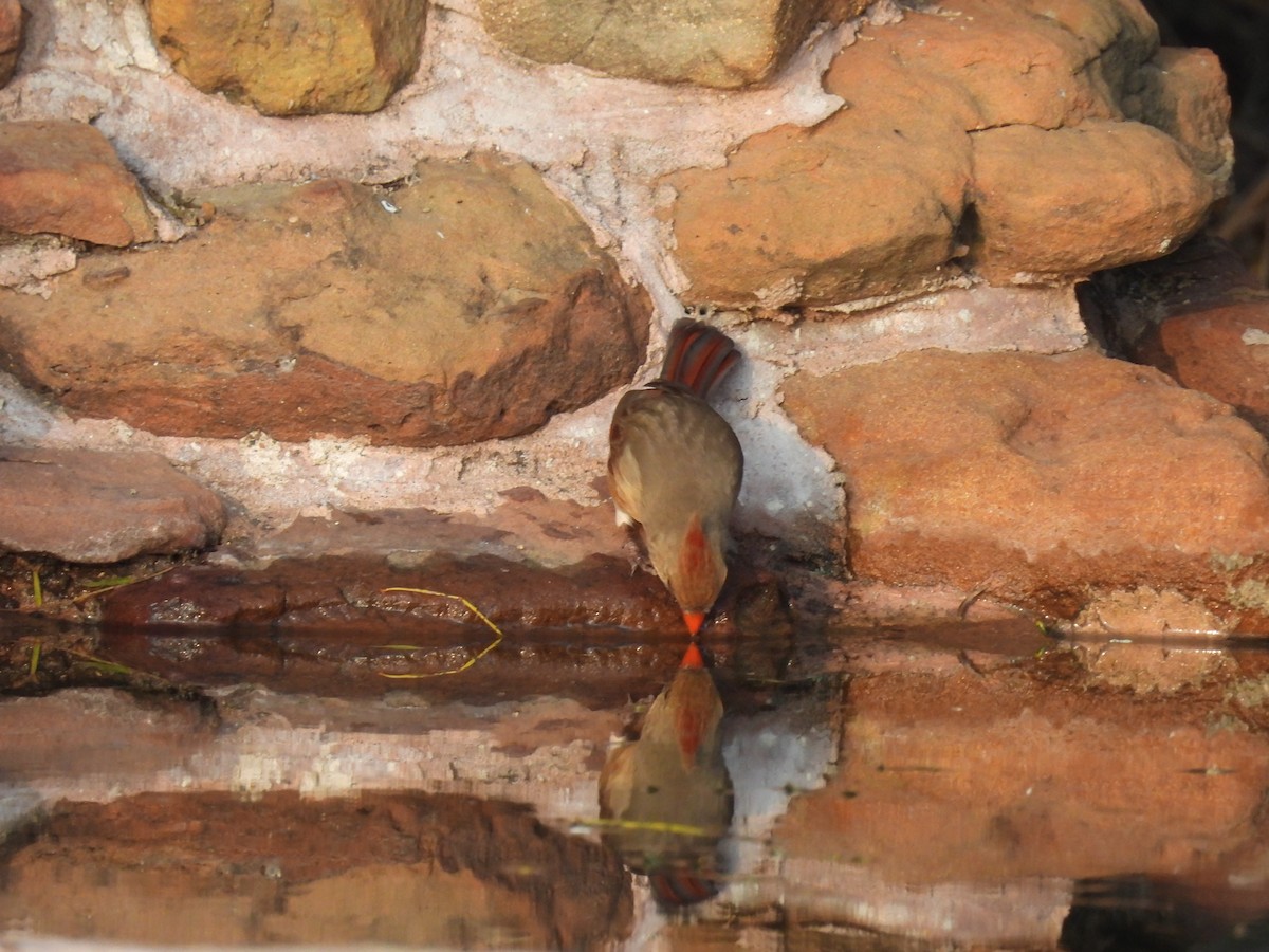 Northern Cardinal (Common) - ML628012868