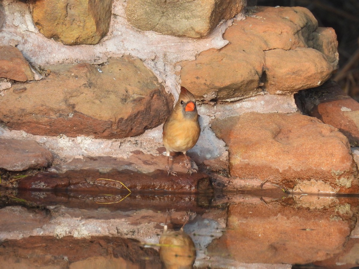 Northern Cardinal (Common) - ML628012869