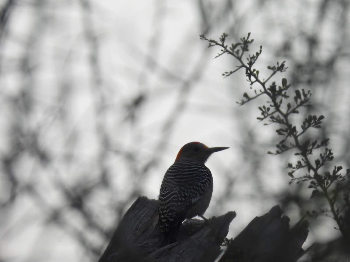 Golden-fronted Woodpecker (Northern) - ML628012895