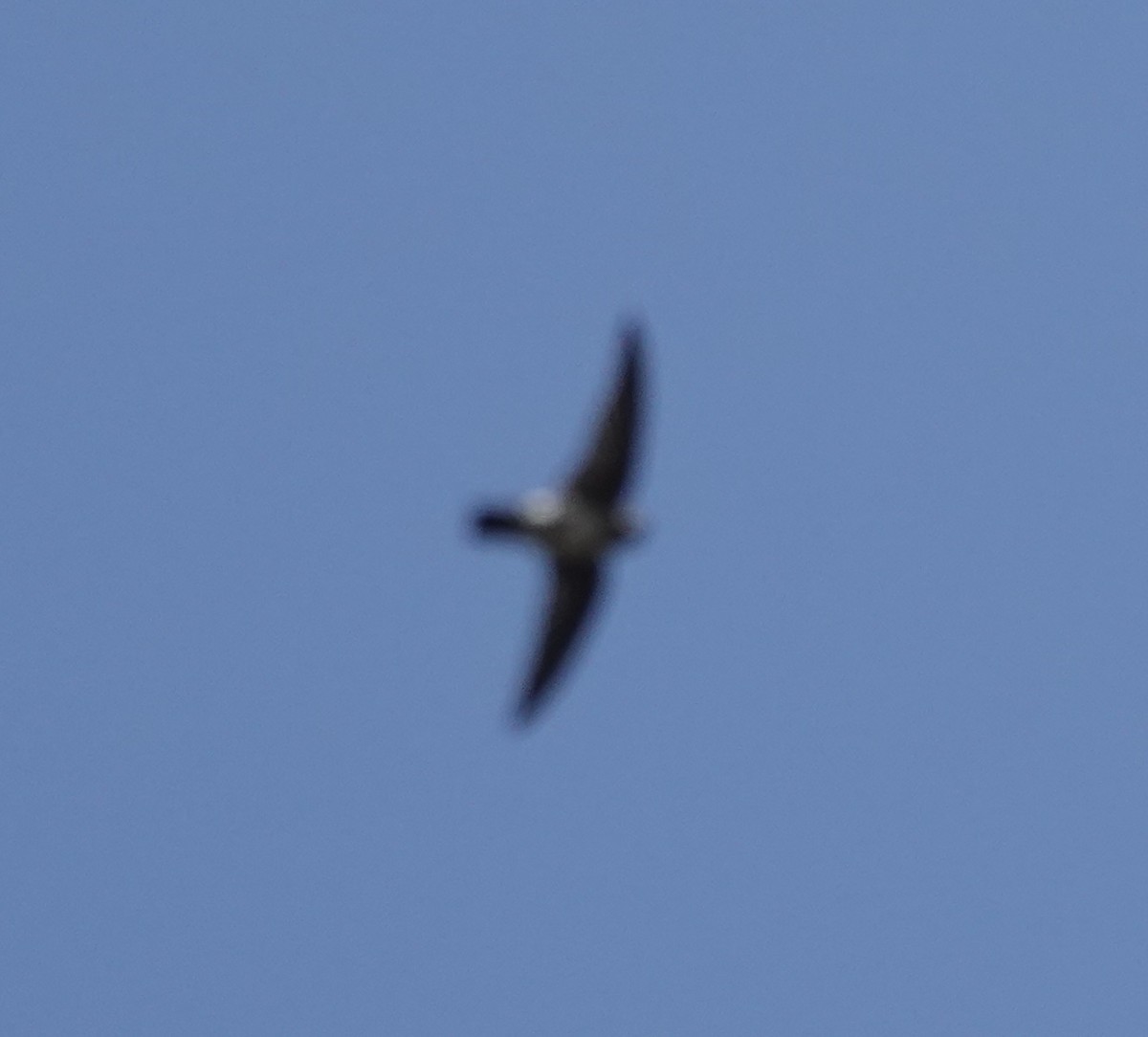 Drab Swiftlet - ML628012902