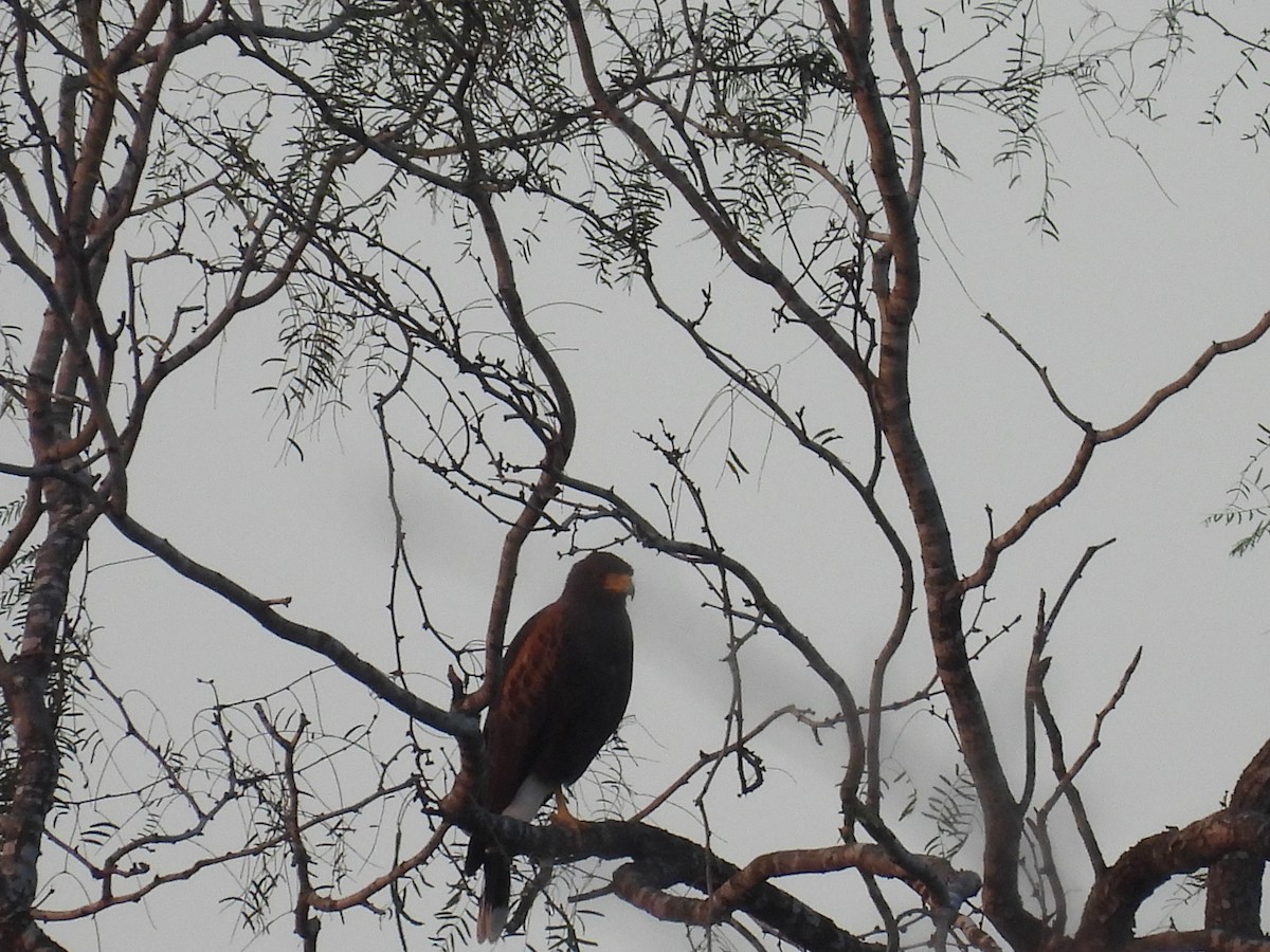 Harris's Hawk - ML628012905