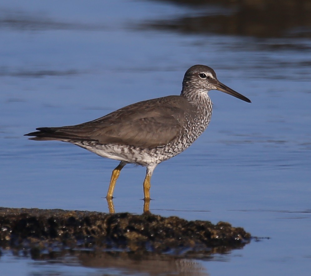 Wandering Tattler - ML62801291