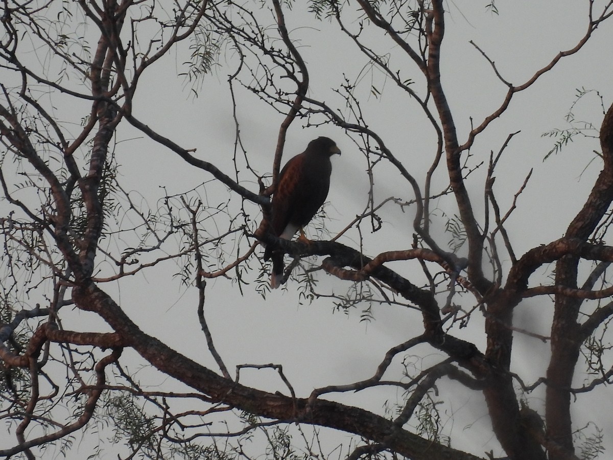 Harris's Hawk - ML628012911