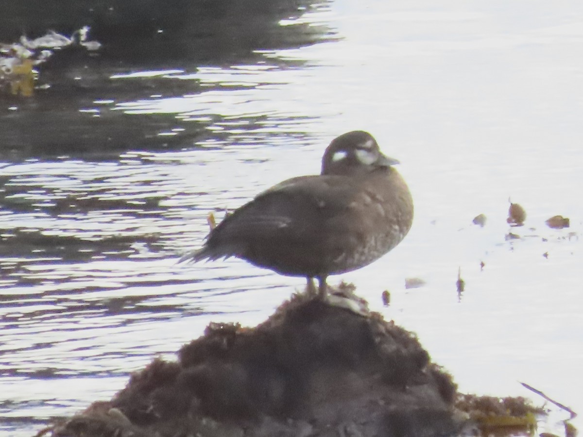 Harlequin Duck - ML628012951