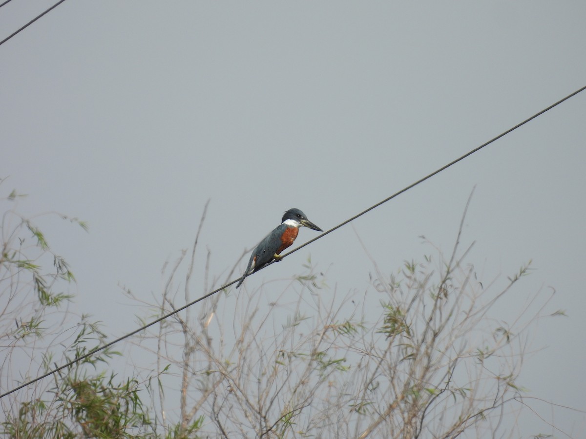 Ringed Kingfisher - ML628012961