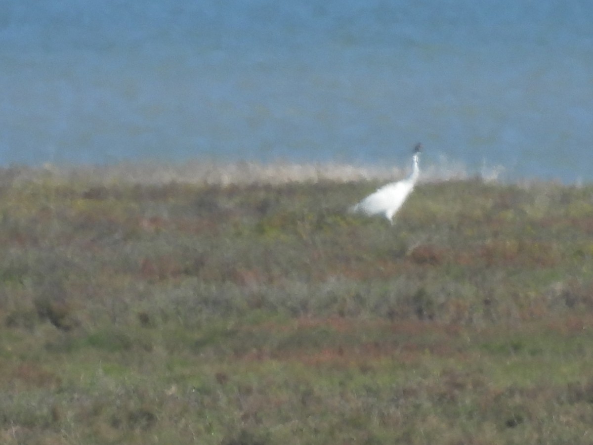 Whooping Crane - ML628012980