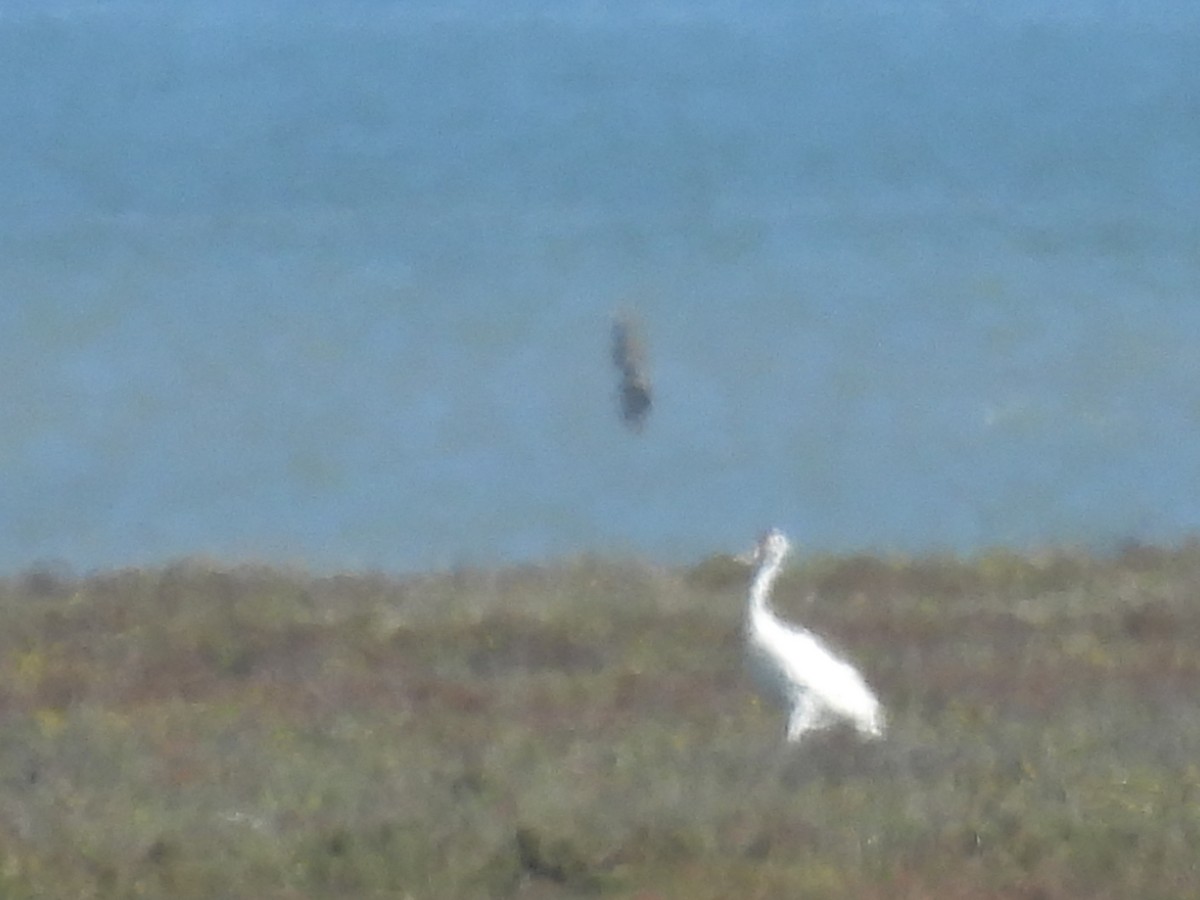 Whooping Crane - ML628012982
