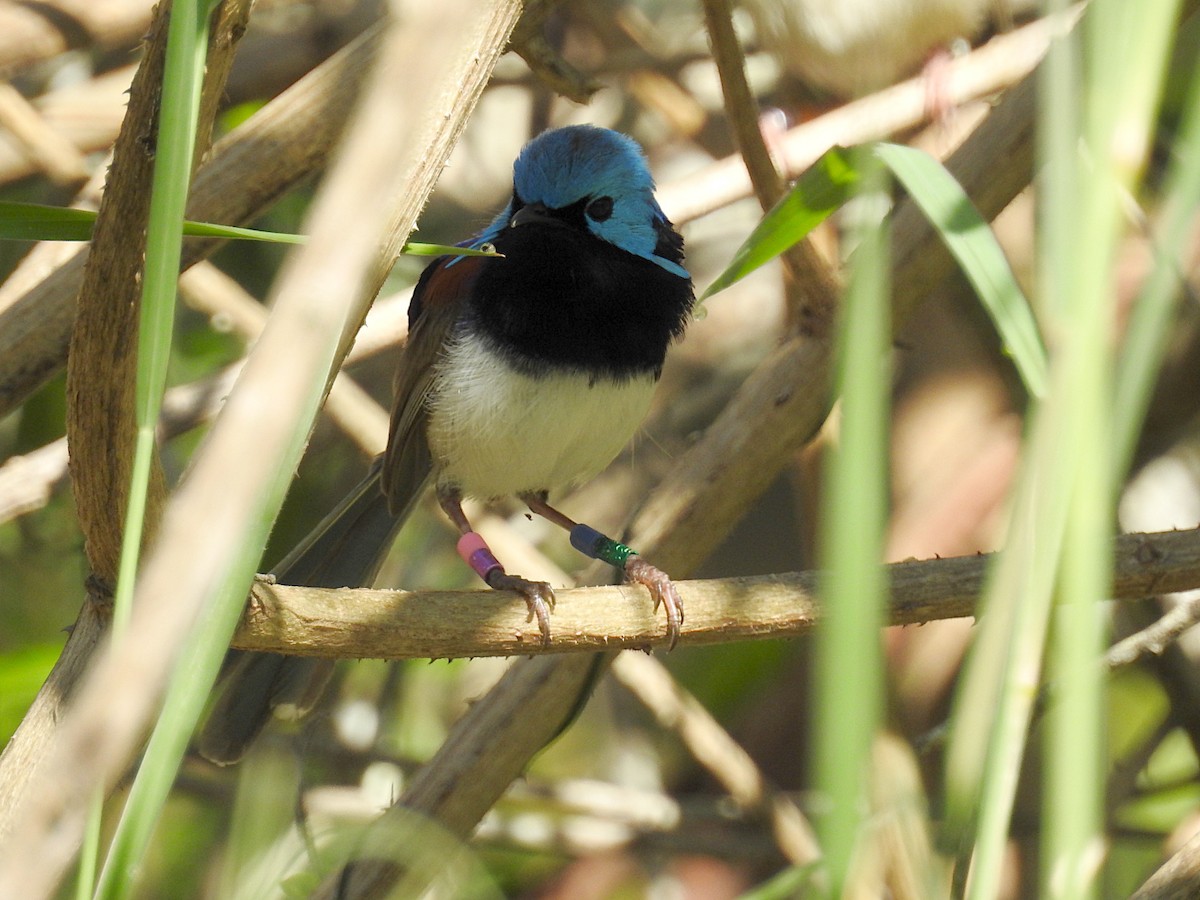 Variegated Fairywren - ML628013014