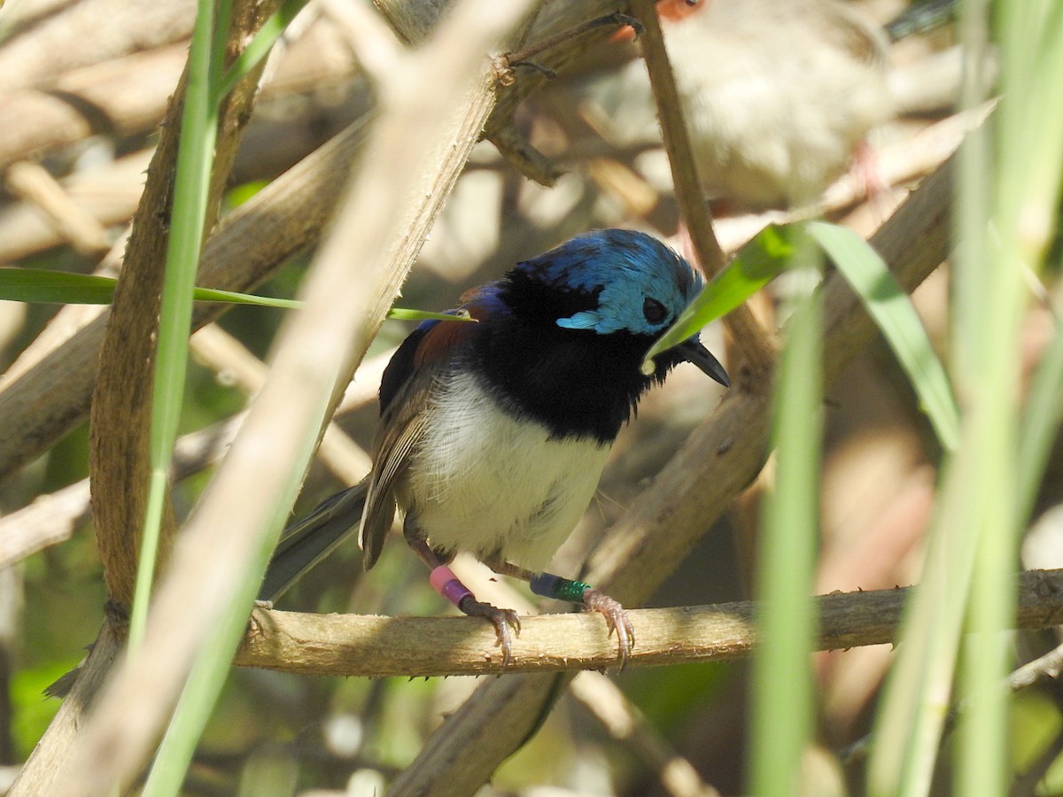 Variegated Fairywren - ML628013015