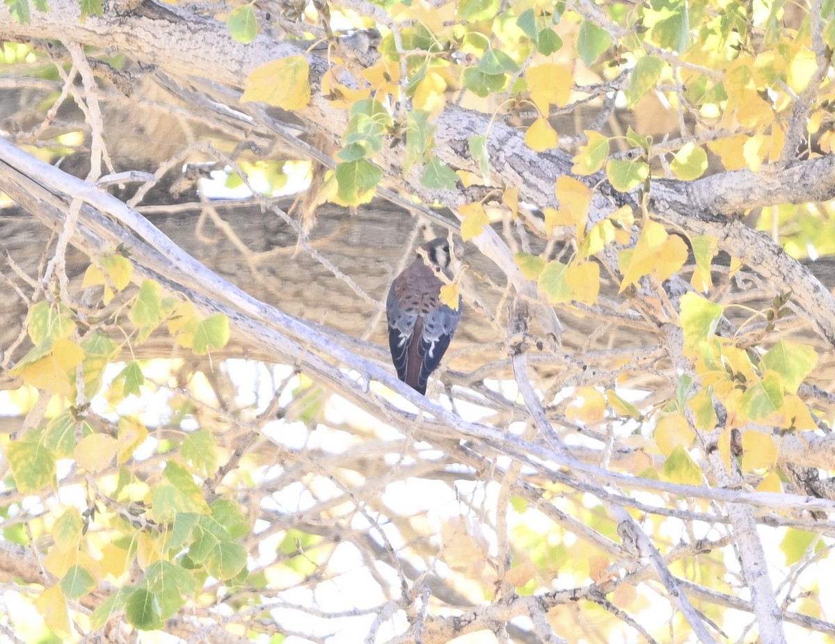 American Kestrel - ML628013095