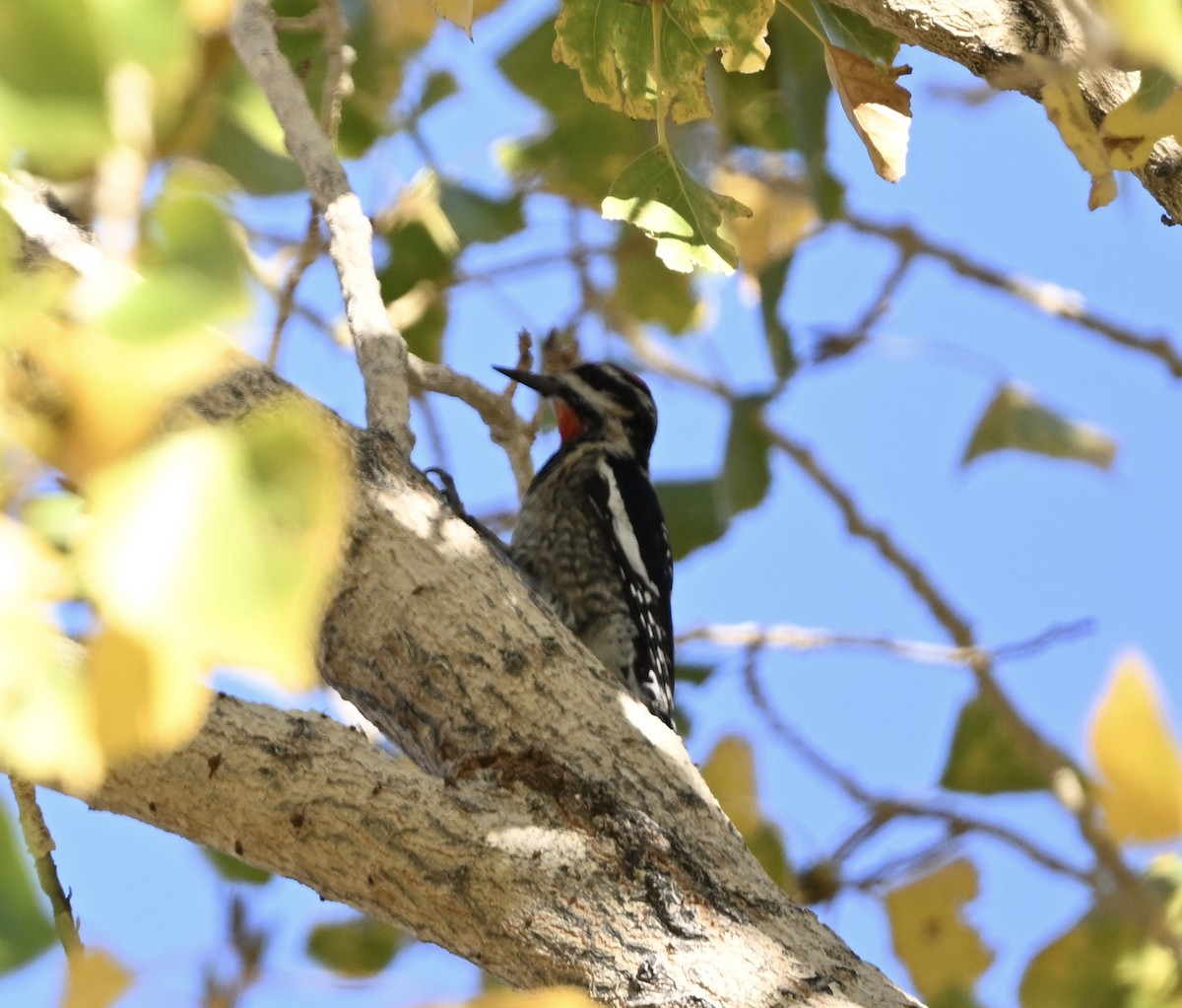 Red-naped Sapsucker - ML628013104