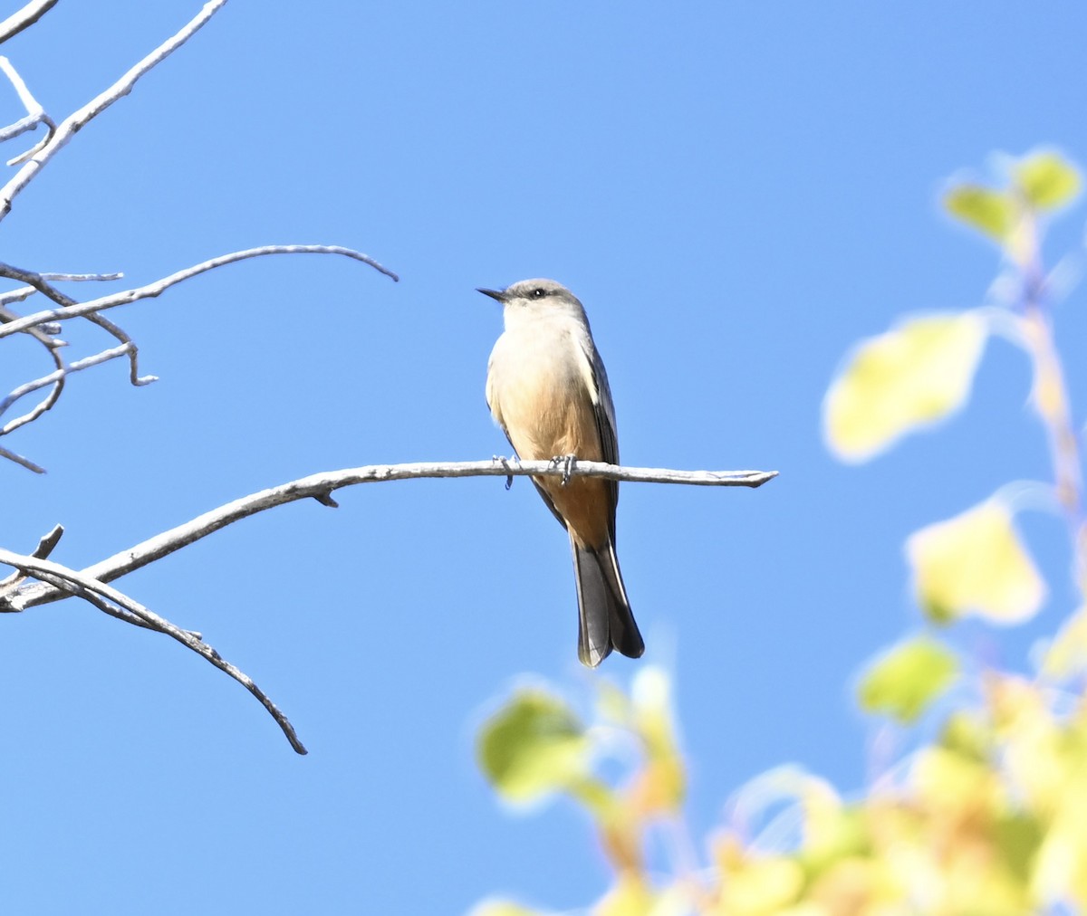 Say's Phoebe - ML628013120